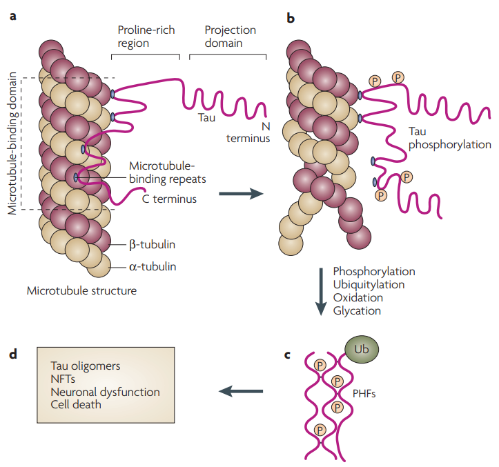 Intracellular neuronal aggregates in tauopathies